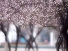 -金日成广场