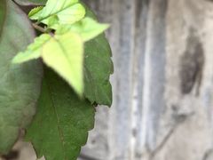 -典丽廊音乐餐厅(天津意大利风情旅游区店)