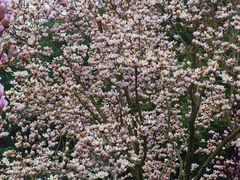 -重庆中央公园(渝北区)