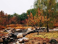 -莲花池公园