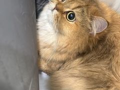 -瑞派·关忠动物医院·猫专科·犬专科(三环新城店)