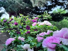 -国家植物园南园