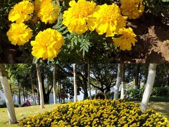-映月湖公园