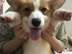 -东莞宠友24H宠物中心医院·转诊夜诊·异宠(新河北路院)