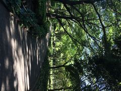-汉拿树木园