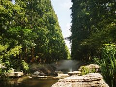 -东平国家森林公园