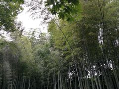 -龙井村