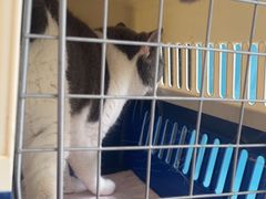 -瑞派康怡24h宠物医院·犬猫医疗中心·微创绝育(瑞景分院)