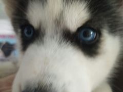 -翊宠yipet猫狗购宠庄园犬舍•猫舍