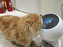 -藏猫猫咖啡主题馆(中央大道店)