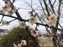 -鹅湖玫瑰文化园