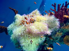 -海合安武汉极地海洋公园