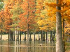 -白鹭湾湿地公园