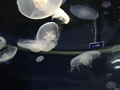 -大阪海游馆