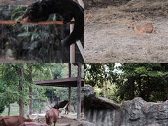 -清迈夜间动物园