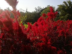 -广西壮族自治区药用植物园