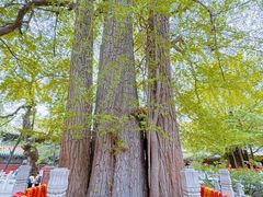 -潭柘寺景区