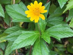 散步拍的花儿们（蟛蜞菊）-美视五月花高尔夫度假酒店(滨海西店)