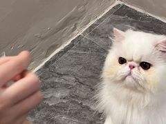 -More Fun猫咖 二十只万元加菲主题