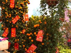 -双季花艺园艺市场(浦东店)