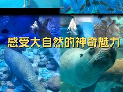 -泉城欧乐堡海洋极地世界