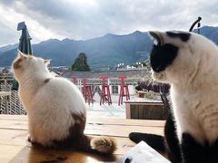 -喵屿·大理花园猫咖