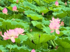 -荔湾湖公园