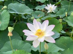 -莲花池公园