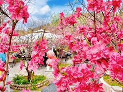-桃源山庄·水蜜桃采摘·柴火鸡·烧烤团建(龙泉山店)
