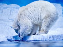 -大连老虎滩海洋公园