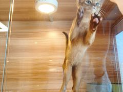 -猫十亿·布偶金渐层·曼基康矮脚猫舍(青年路店)