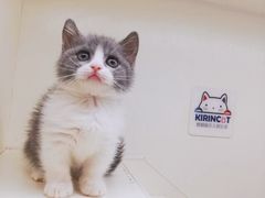 -十年猫舍·猫咪专门店(普陀店)