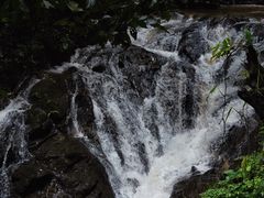 -莫里热带雨林景区