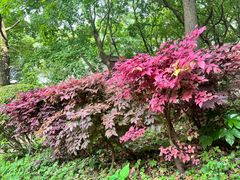 -上海共青森林公园