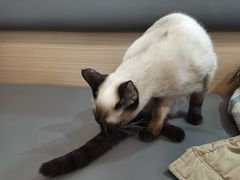 -喵园·猫主题咖啡厅·撸猫·猫咖(国贸店)