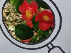 -洋湖国家湿地公园