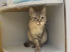 -爱侣宠医·鹦鹉专科·小型哺乳类·异宠专科(灵石路店)