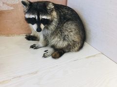 -浣熊柯尔鸭土拨鼠·电玩咖