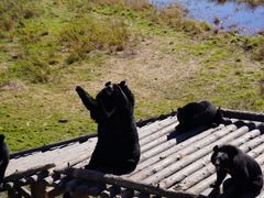 -黑瞎子岛探秘野熊园