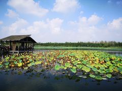 -溱湖国家湿地公园