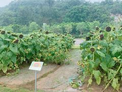 -野狸岛
