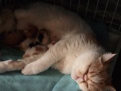 -安安宠医·安宠宠物医院