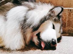 -more than meow吴止猫主题餐厅(承德 中船汇店)