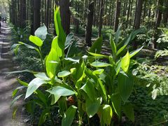 -黄海国家森林公园