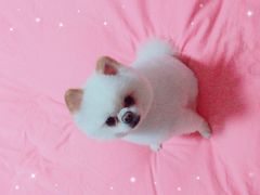 -八公叔叔宠物美容连锁(春申店)