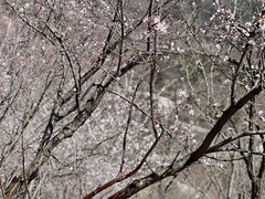 -香山公园