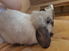 -猫猫幼稚园·撸猫·桌游·电玩