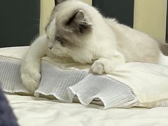 -lincat·猫舍(广州店)