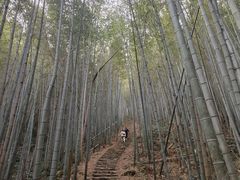 -午潮山国家森林公园