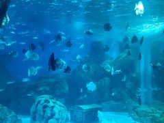 -锦艺城海洋馆